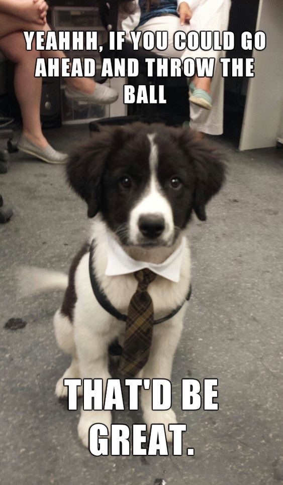 border collie puppy memes