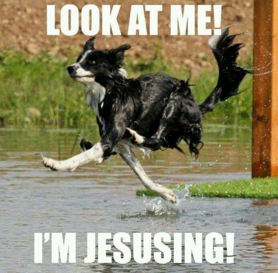 border collie running dog meme