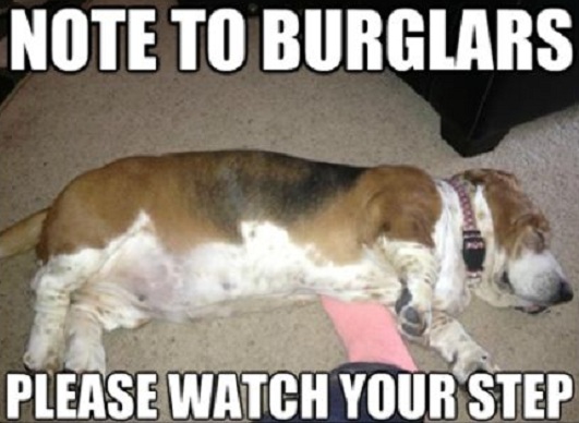 cool basset hound meme