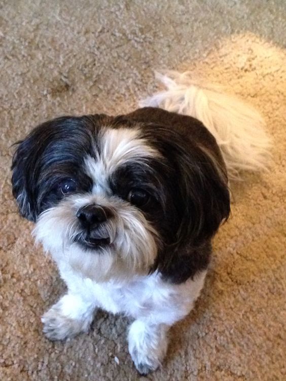 cute eyes face photo awesome shih tzu