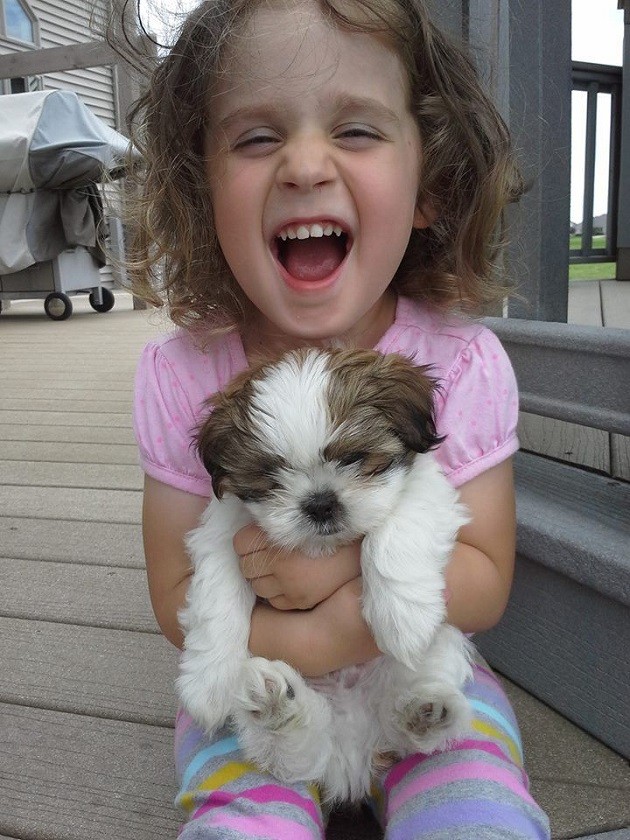 cute girl shih tzu amazing