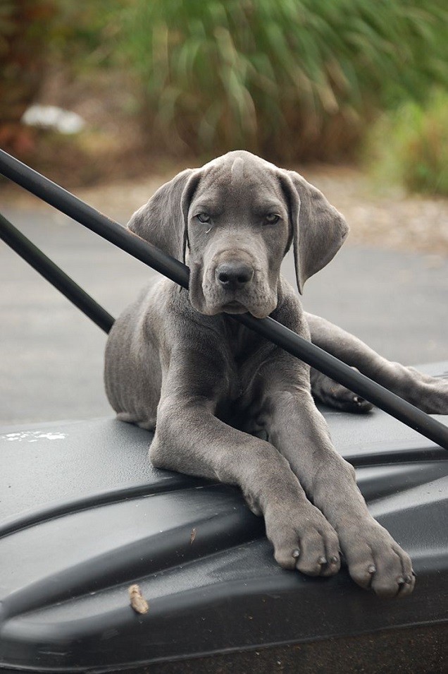 cute great dane puppy pics car