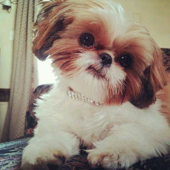 cute little dog shih tzu eyes