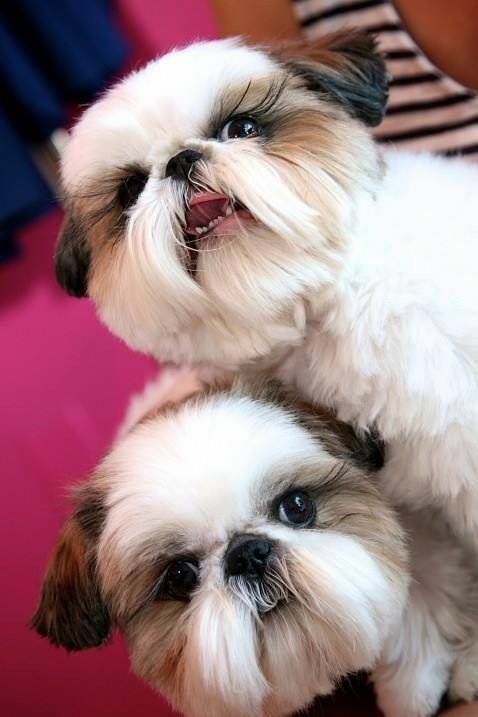 cute shih tzus