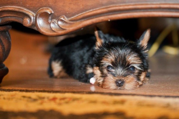 cute yorkie photo