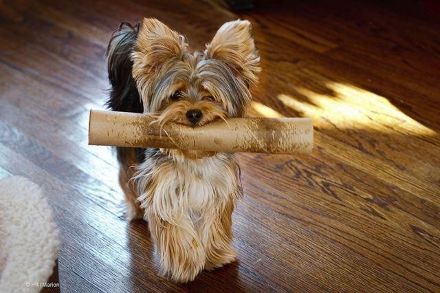 cute yorkie play photo