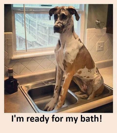 funny bathtime great dane