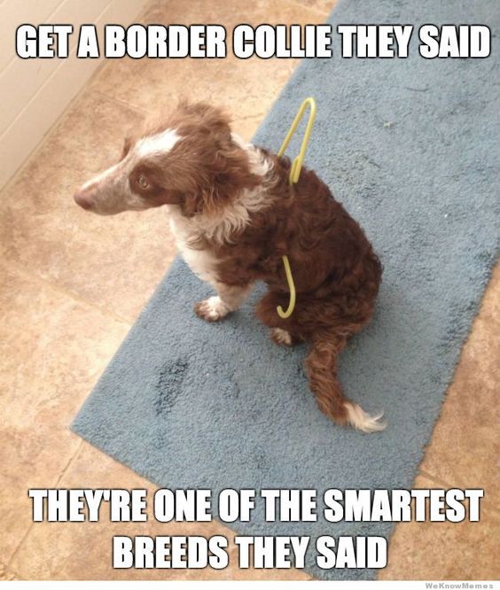 funny border collie meme