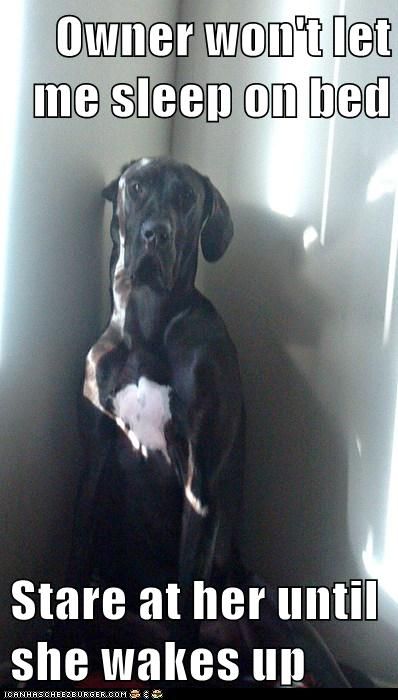 funny great dane dog meme