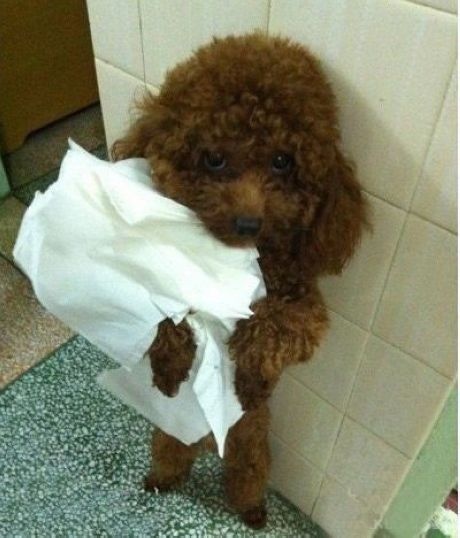 funny poodle
