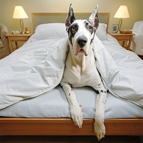 great dane bed pics fun