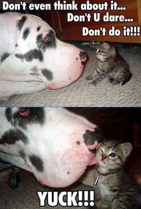 great dane kitty meme