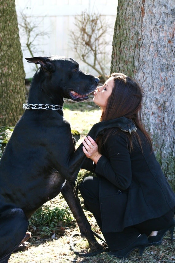 great dane love woman