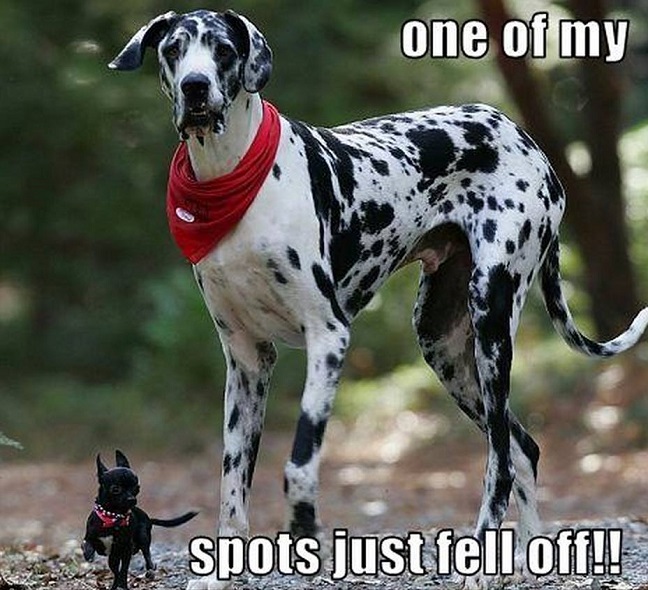 great dane meme pup dog