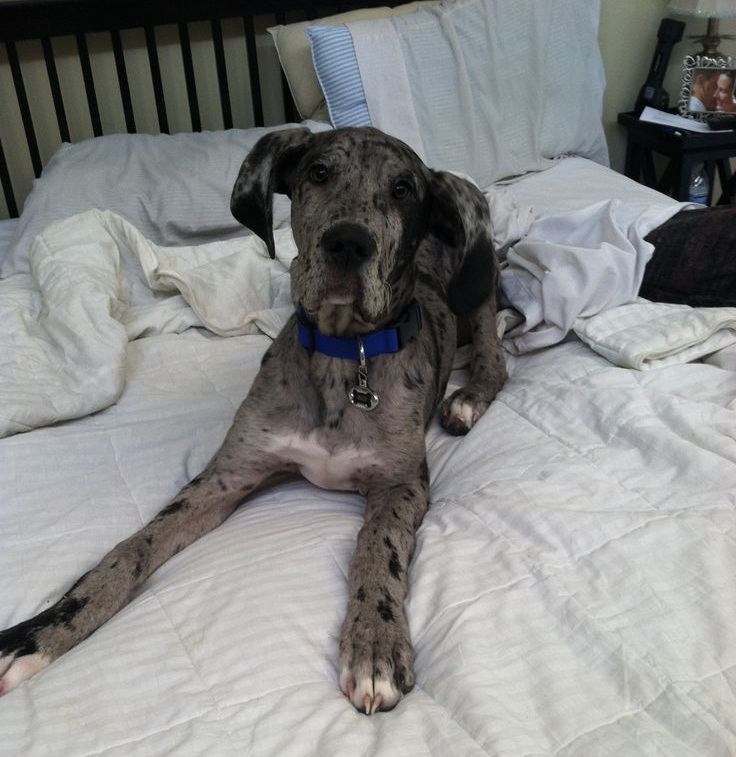 great dane on bed