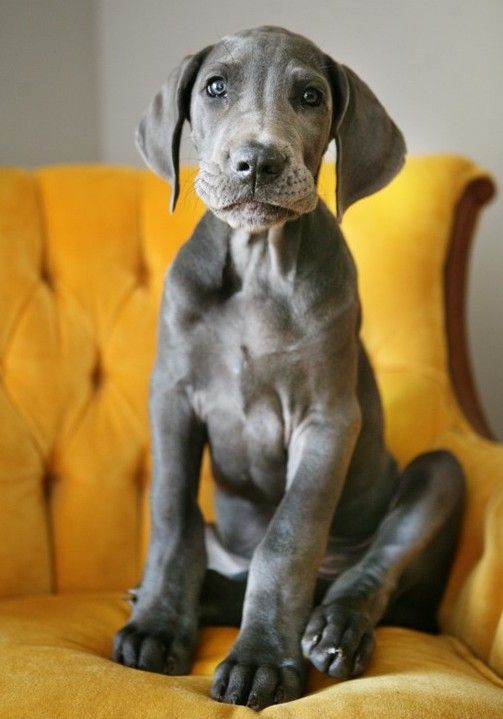 grey amazing great dane pics