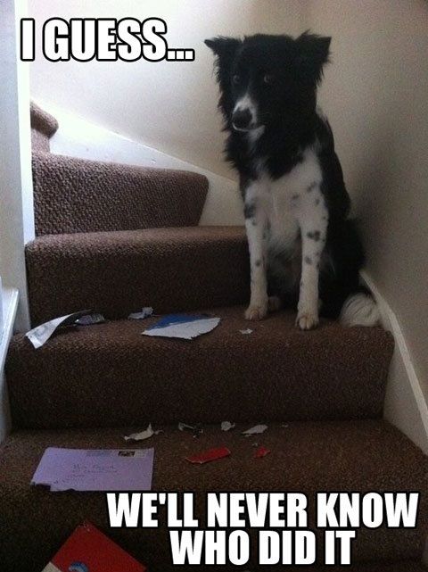 guilty border collie meme