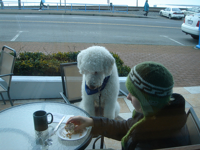 hungry poodle