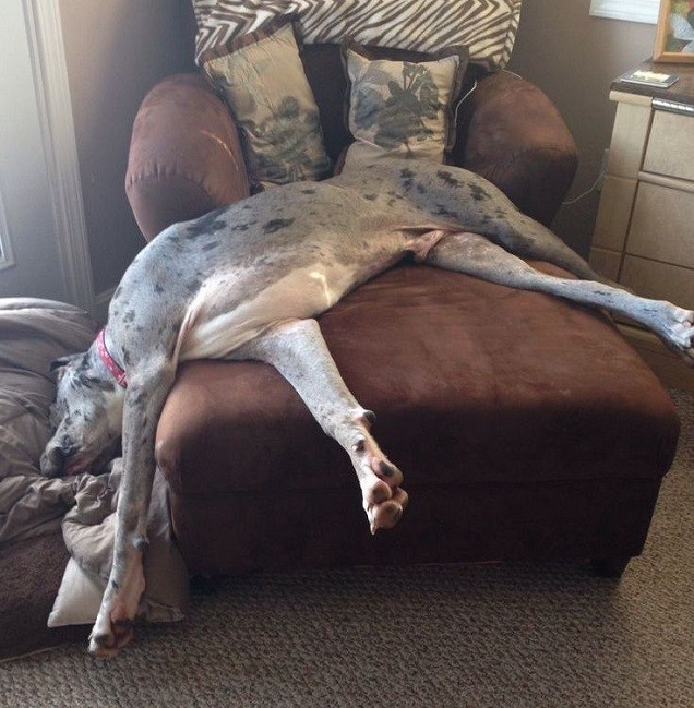 lazy great dane sleep