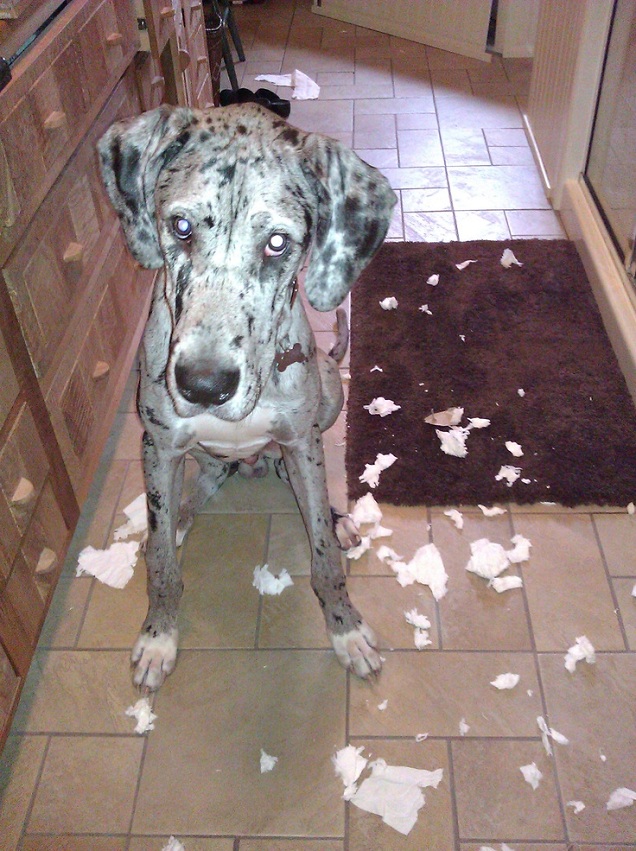 naughty great dane