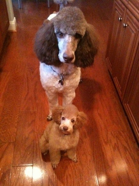 nice poodles begging