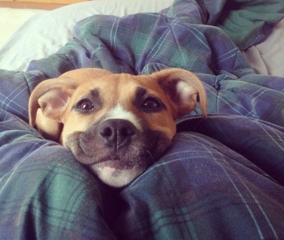 pit bull dog face