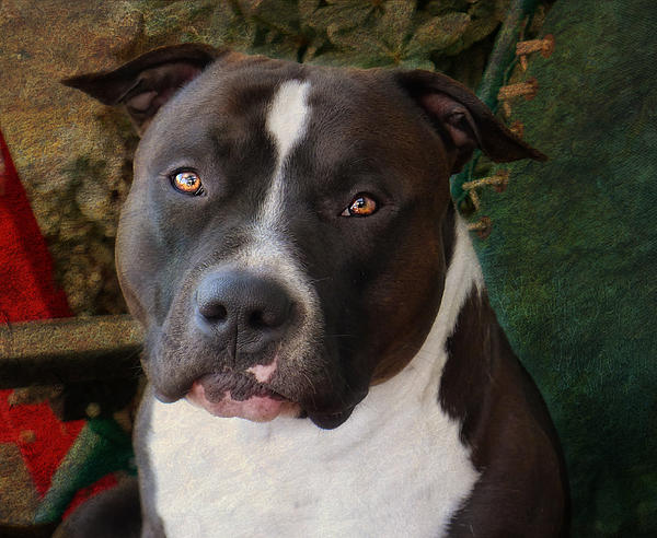 pit bull eyes face photo