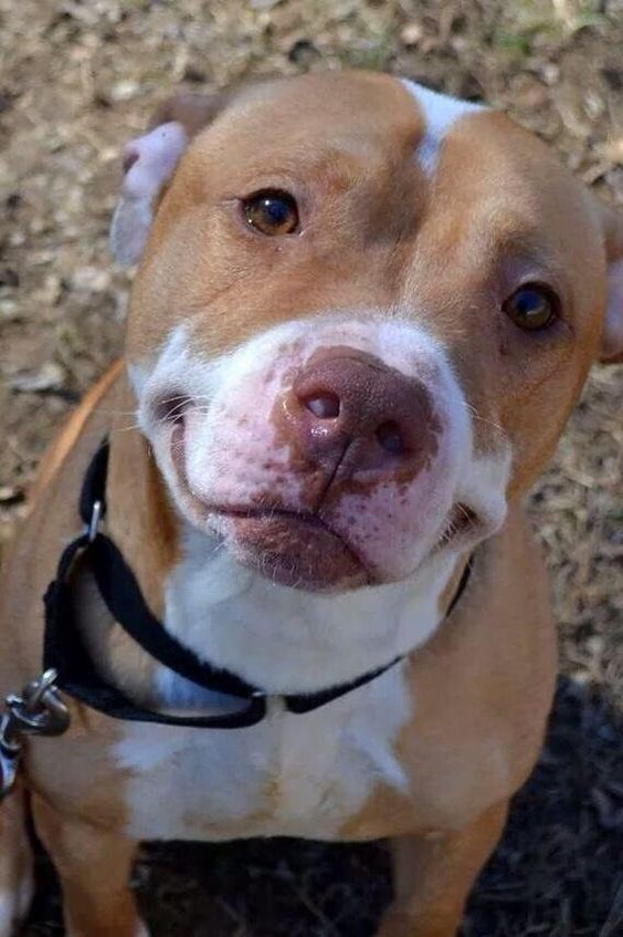 pit bull face