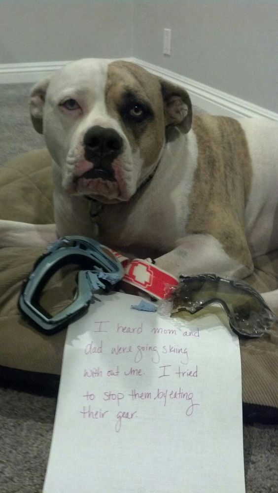 pit bull guilty