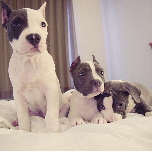 pit bulls puppies photo beauty