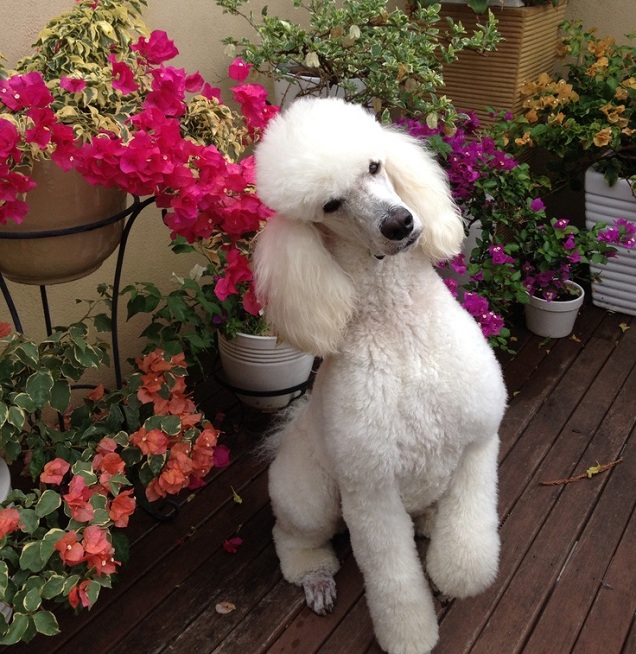 poodle turning head