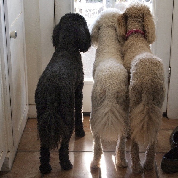 poodles waiting