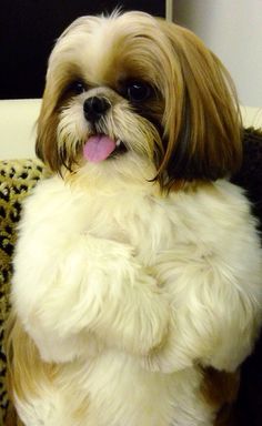 shih tzu 12a