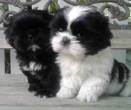 shih tzu 13a