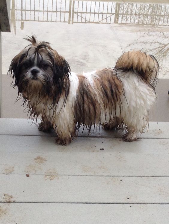 shih tzu 16