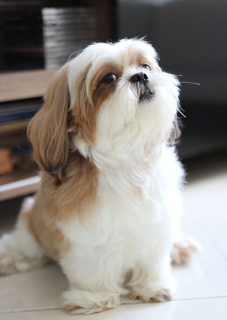 shih tzu 8a