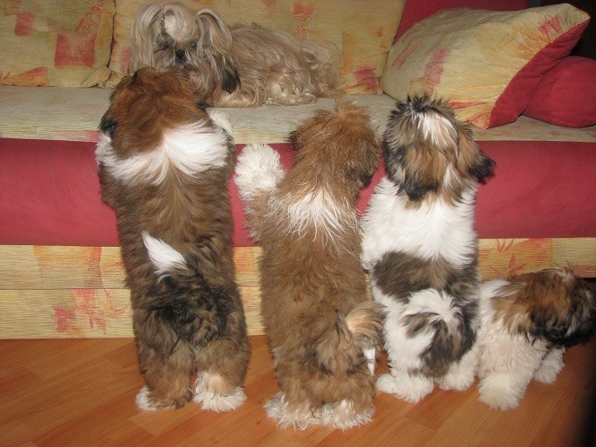 shih tzu bed dogs pics