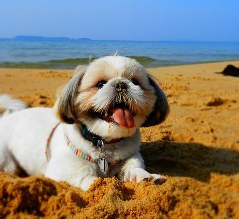 shih tzu on beach