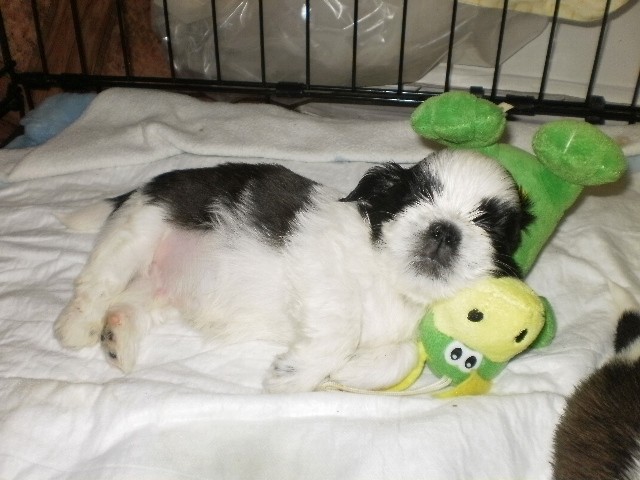 shih tzu sleep with toy