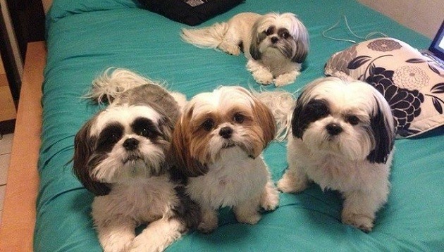 shih tzus