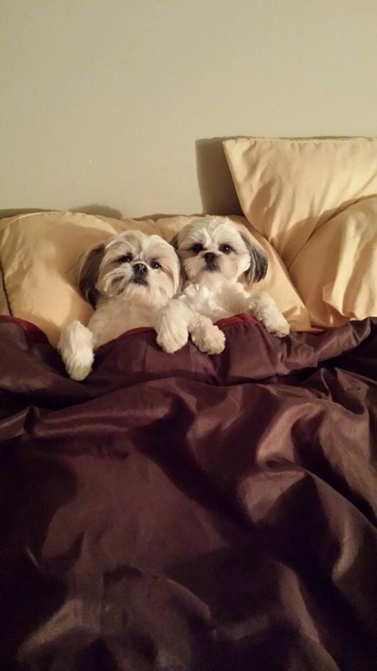 sleeping bed shih tzu photo dogs