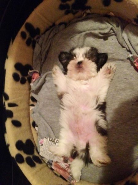 sleeping position dog shih tzu