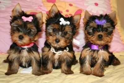 yorkie 1