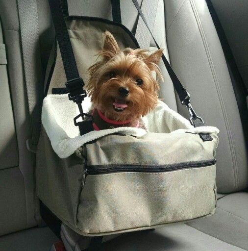 yorkie in car seat