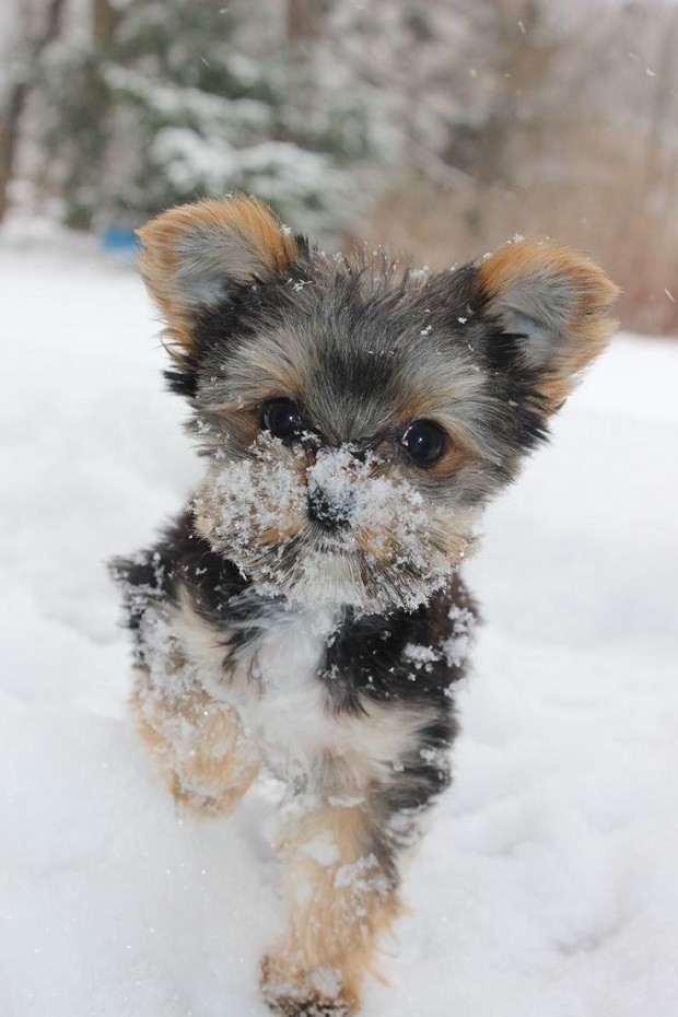 yorkie snow photo pics