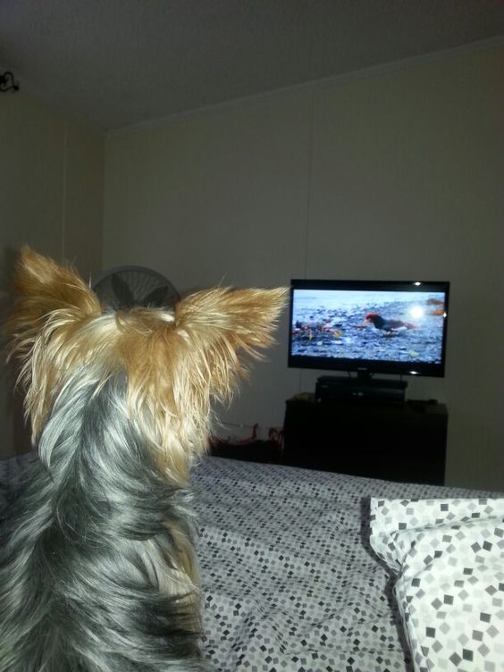 yorkie watching tv