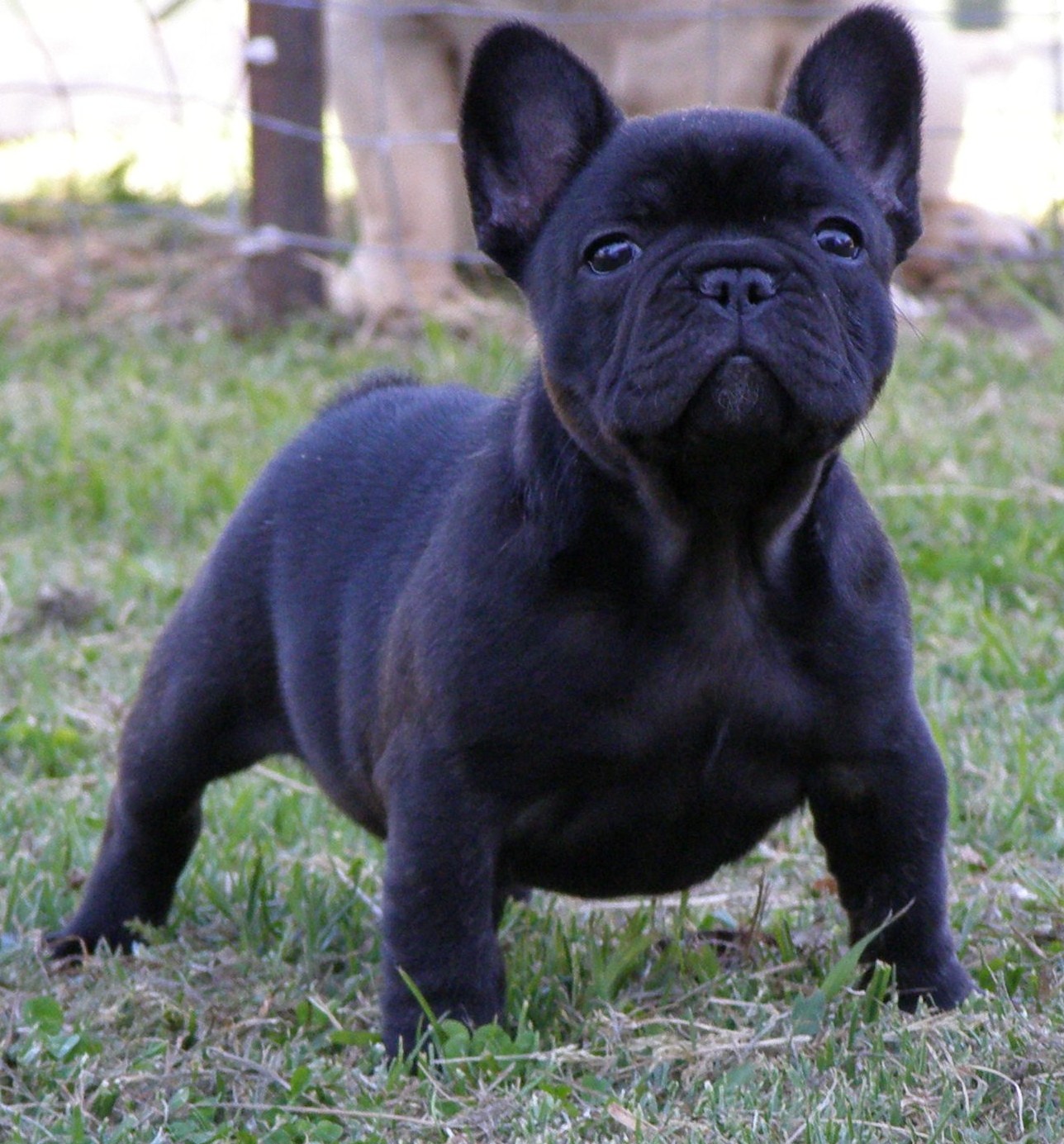 10 Best French Bulldog Dog Names