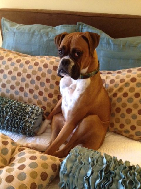 boxer dog sitting on bed