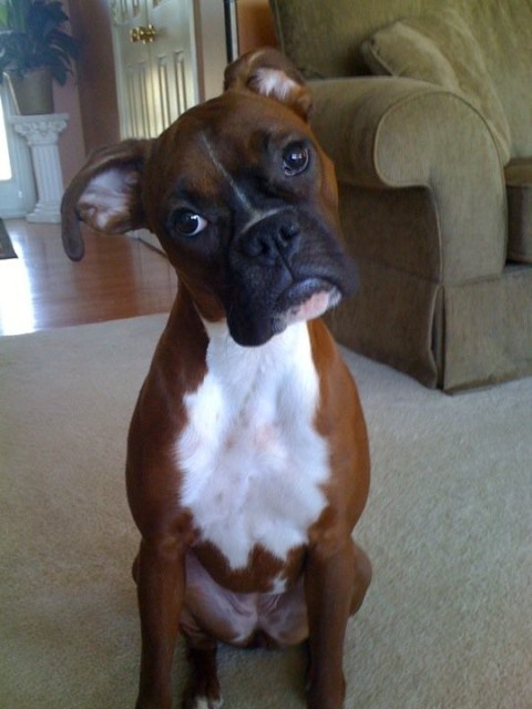 boxer head tilt