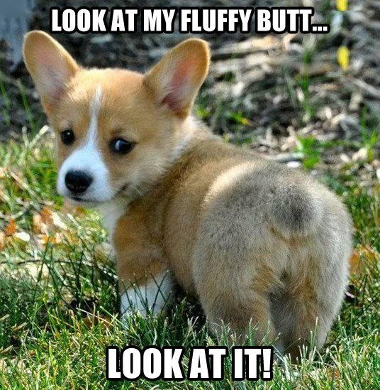 butt corgi meme cute puppy